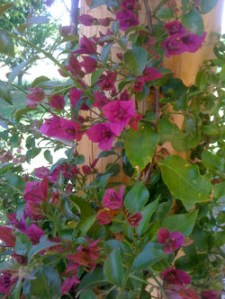 The Bougainvillea has survived the winter and is blooming!