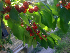 cherries1