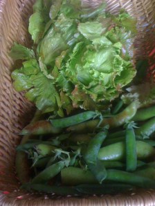 Fresh Picked, Lettuce, Peas and Beans
