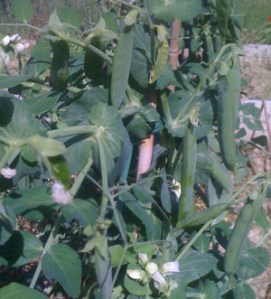 Peas...as if you didn't know