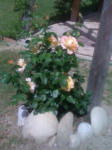 Beautiful Rose (Peace)