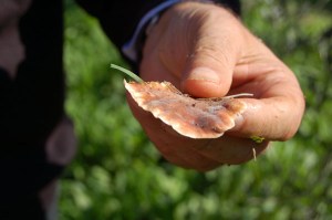 Lino didn't know much about mushrooms and toadstools but he thought this one was okay.