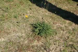 Wild Rocket...okay to eat!