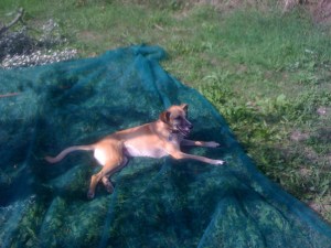 The Dog Helping (NOT)