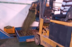 The olives start their journey through the press