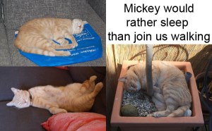 We invited Mickey to join us but he preferred to stay at home. 