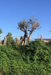 myfriends the horses