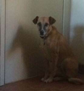 Jpeg now always waiting by the door in case there's a chance we might leave without her and pop off to Thailand again.