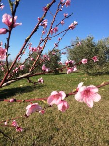 Blossom and blue sky, March 2015 Italy
