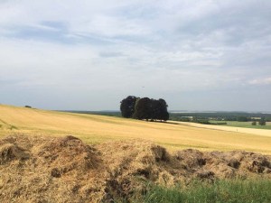 The clump of trees surround Brandeville Military Cemetery
