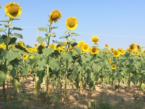 Sunflowers