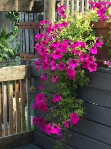 Petunia you adorable lady, well done! 