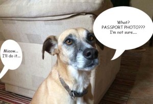 What Passport photo-