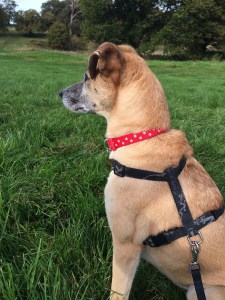 Picnic at Ashton Court Bristol - Jpeg loved it! 