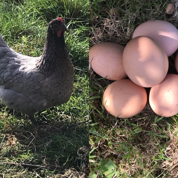 Soufflé and her eggs